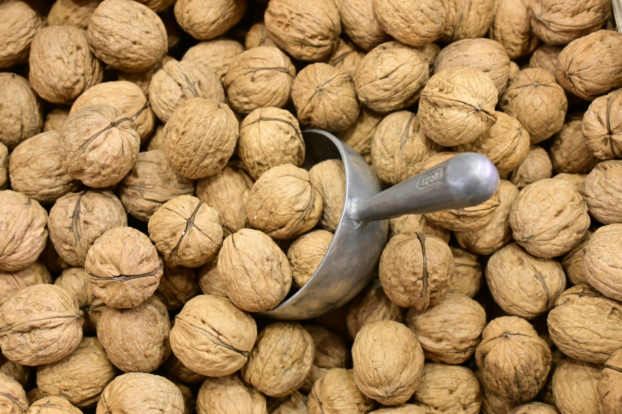 pasquale-farro-F1wU61WA43g-unsplash pasquale farro F1wU61WA43g unsplash scaled