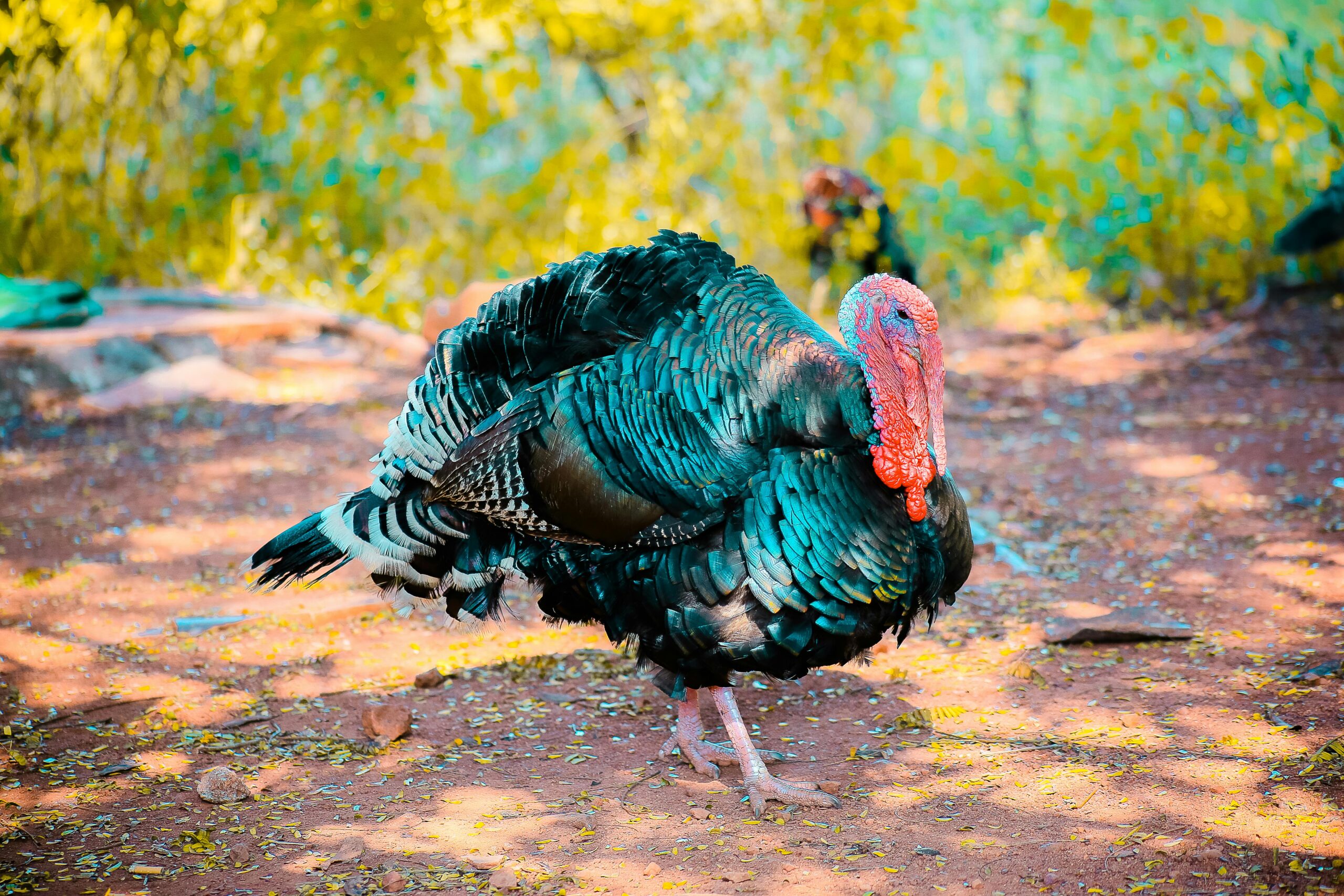 pexels-kranthi-remala-376431-1078781 pexels kranthi remala 376431 1078781 scaled