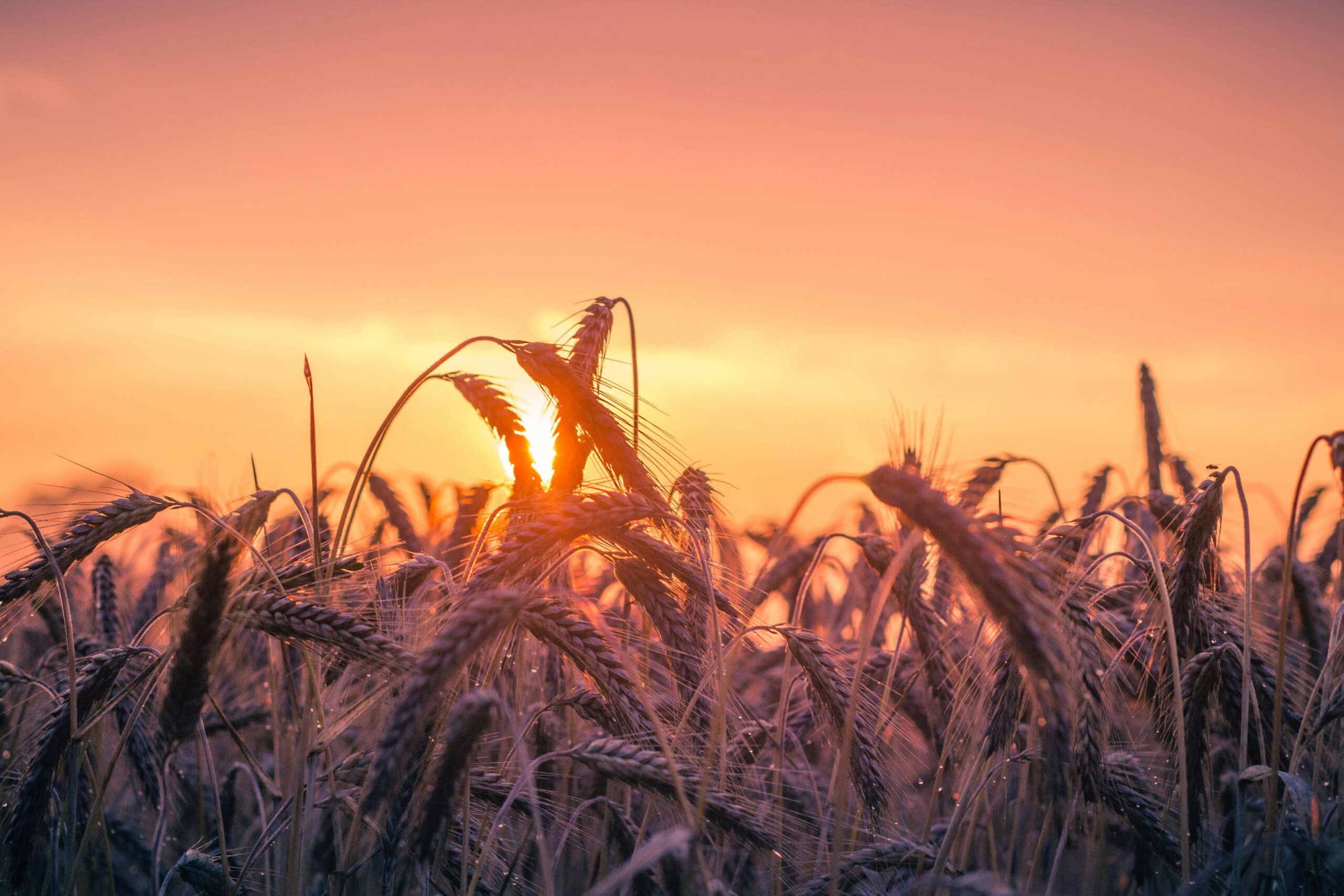 pexels-pixabay-533982 pexels pixabay 533982 scaled